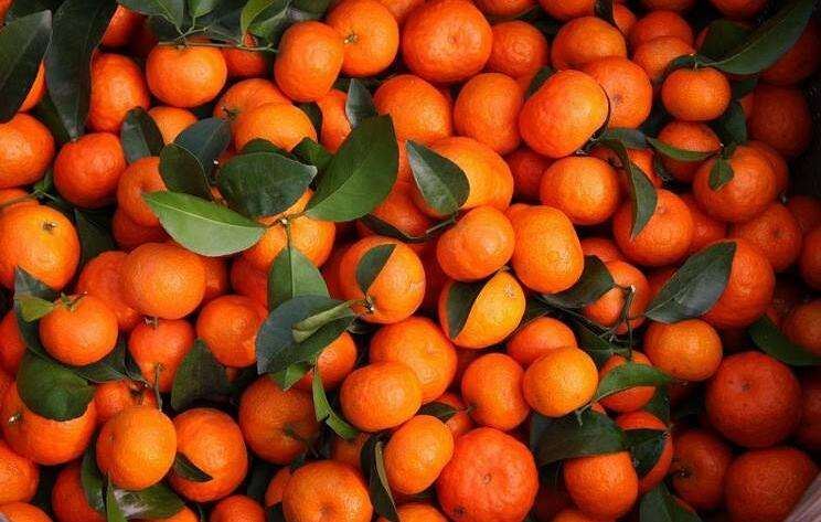 广西砂糖橘供大于求惨遭滞销！“全国每人吃10斤”才能吃完