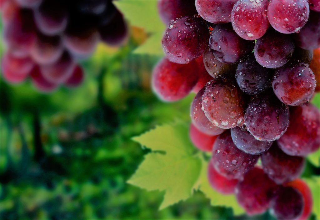 秘鲁成全球第一大鲜食葡萄出口国
