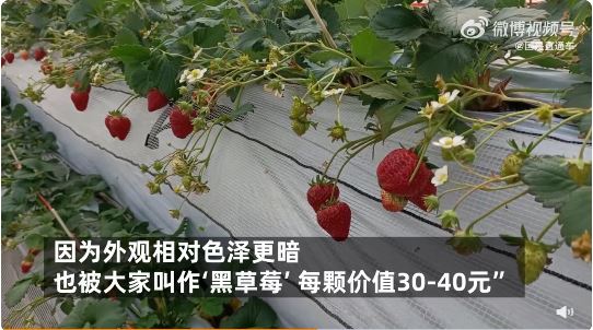 浙江嘉兴“黑草莓”40元一颗顺应消费升级，百元一颗“正在路上”