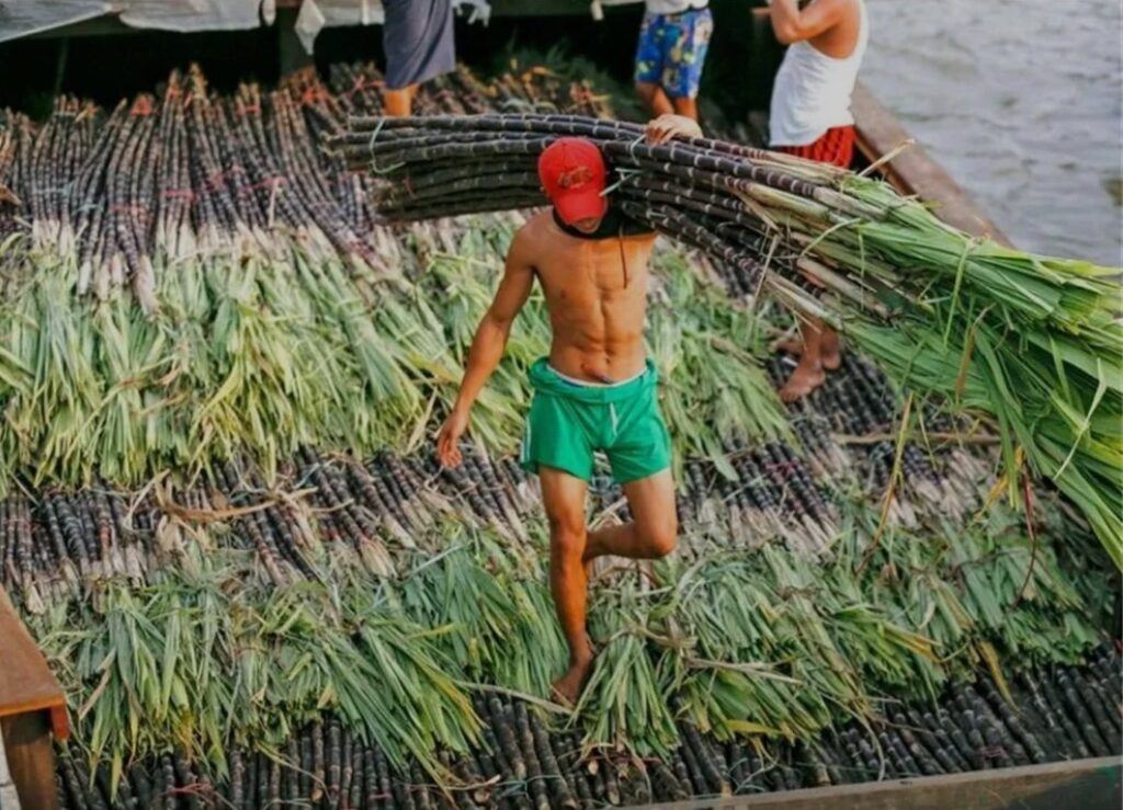 缅甸甘蔗获中国“绿灯”通行，超3.7万吨经清水河口岸通关