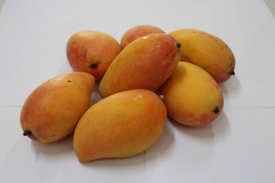菲律宾发布九大芒果“新品种”，打破出口品种单一困局