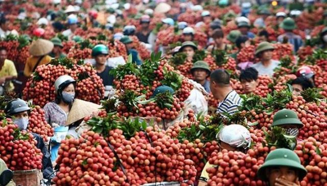 越南高端“无核荔枝”成功种植，每公斤售价60元人民币