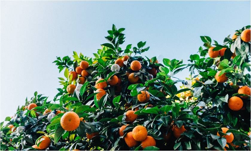 中国柑橘市场“再添烽火”，津巴布韦鲜食柑橘获准对华出口