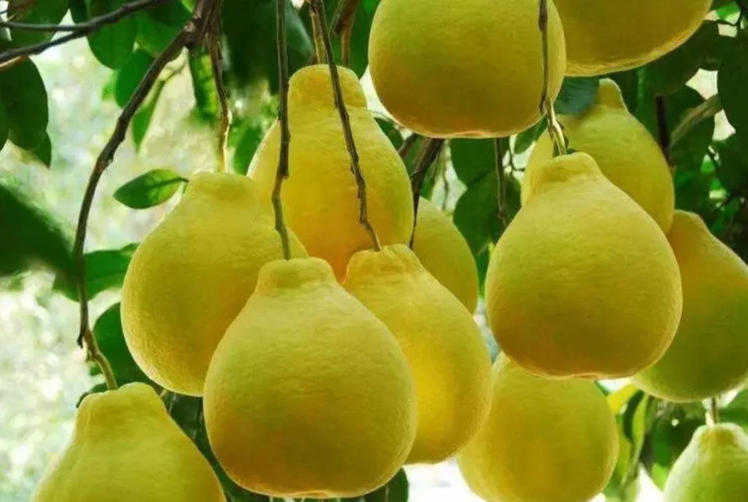柑橘类水果被禁！台湾果商诉苦订单“全部泡汤”，已做好停业准备