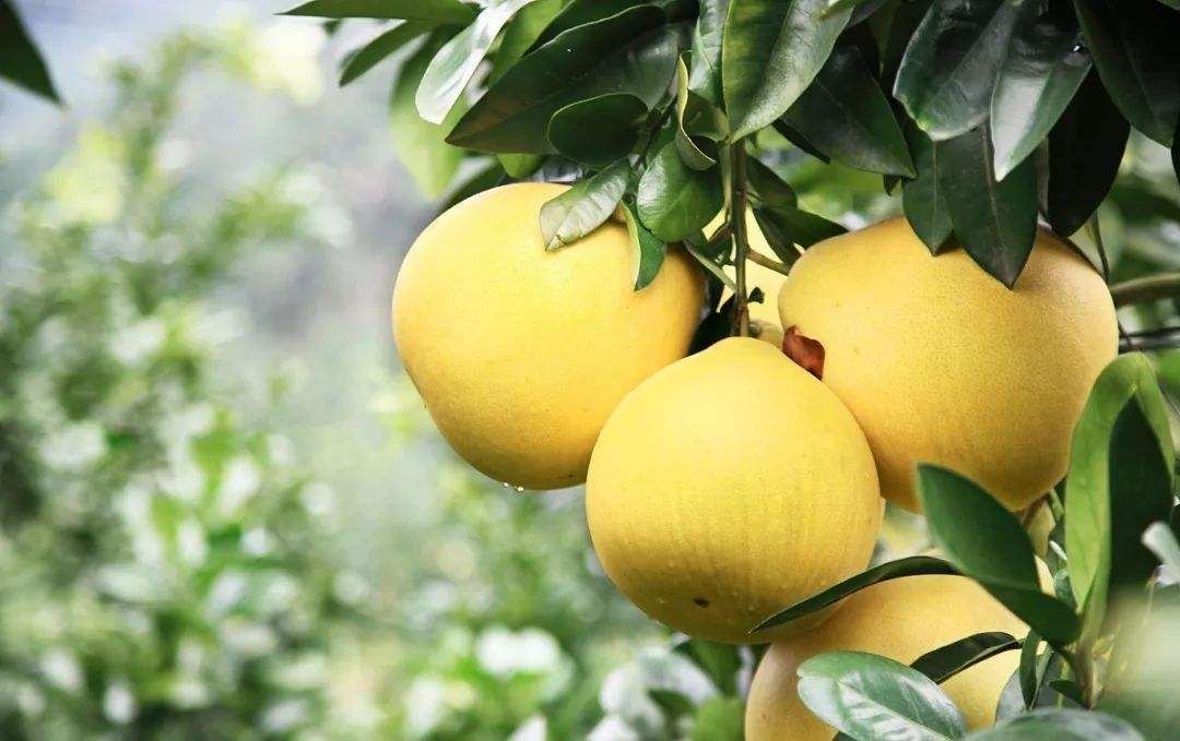 广东20吨蜜柚出口加拿大市场