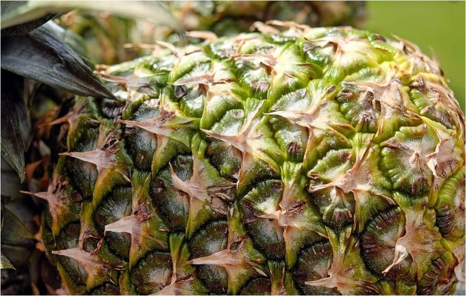 中国海关总署：允许进口符合要求的印尼鲜食菠萝