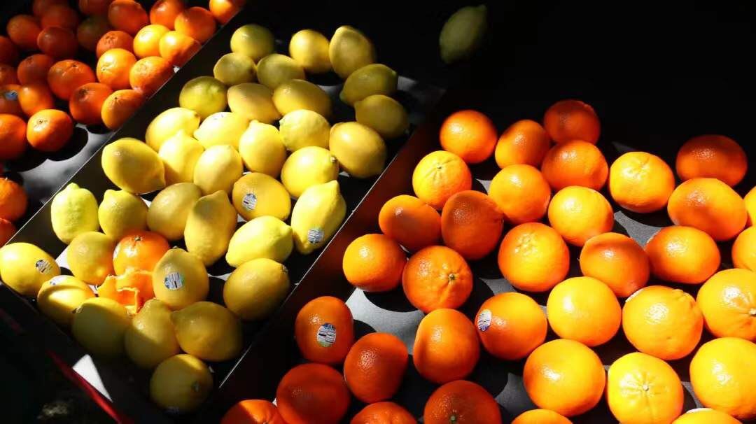 伊朗鲜食柑橘获准出口中国
