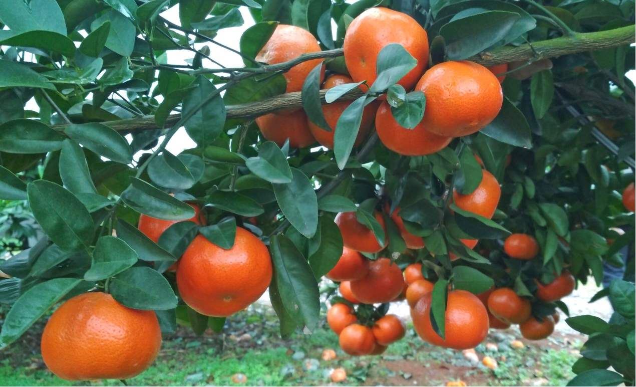 云南永善沃柑等6种水果入选“全国名特优新农产品名录”