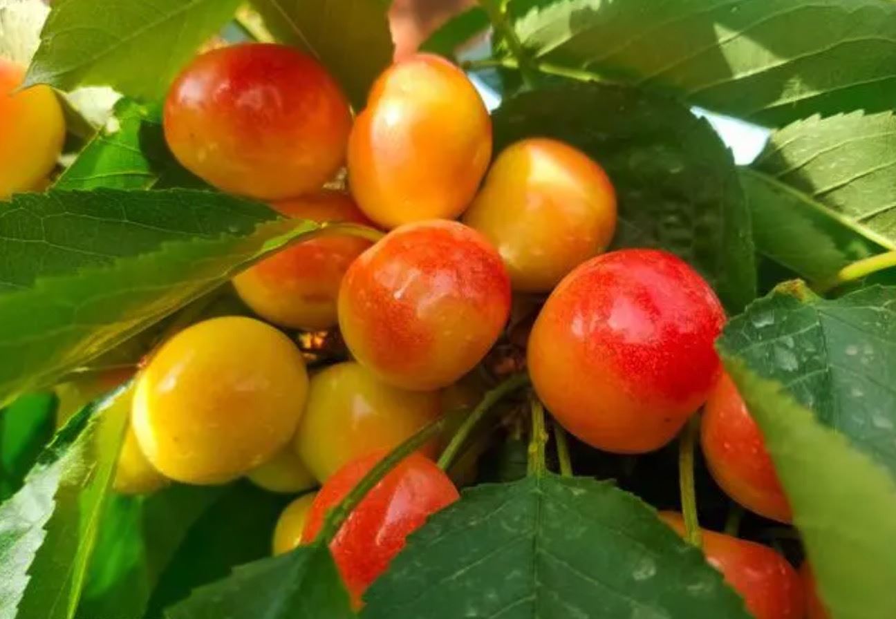 黄红色樱桃新品种“鲁樱5号”生产经营权拍出500万元高价