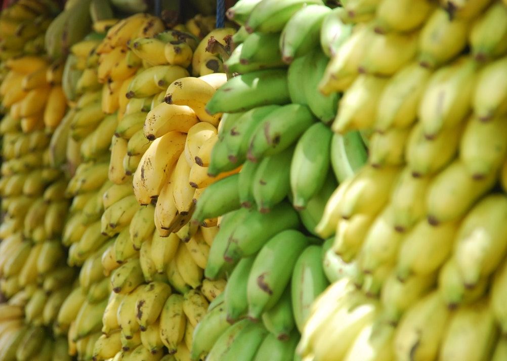 印度尼西亚鲜食香蕉获准对华出口